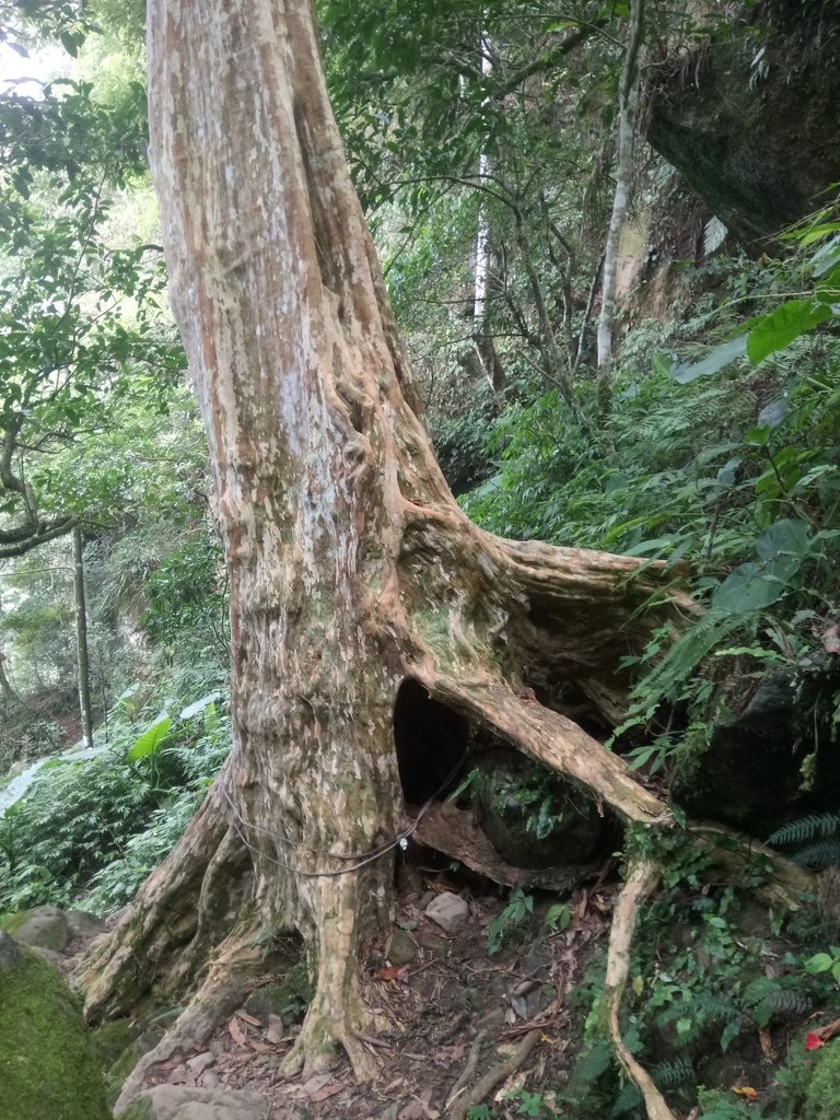 DSC_1015.JPG - 新竹  五指山登山步道