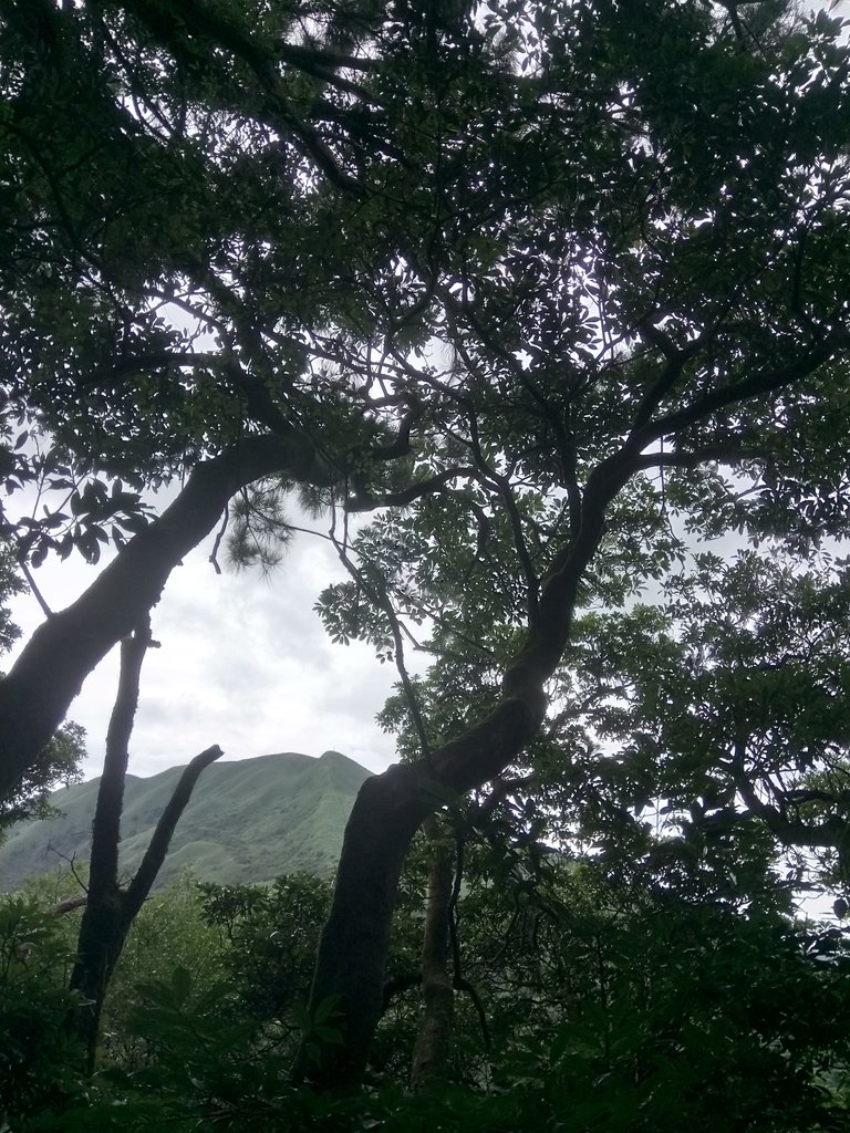 DSC_4520.JPG - 小觀音山  西峰登山步道