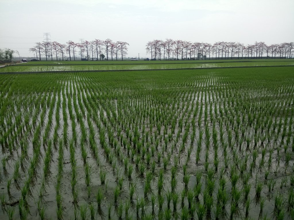 DSC_8353.JPG - 竹塘  田頭  木棉花道