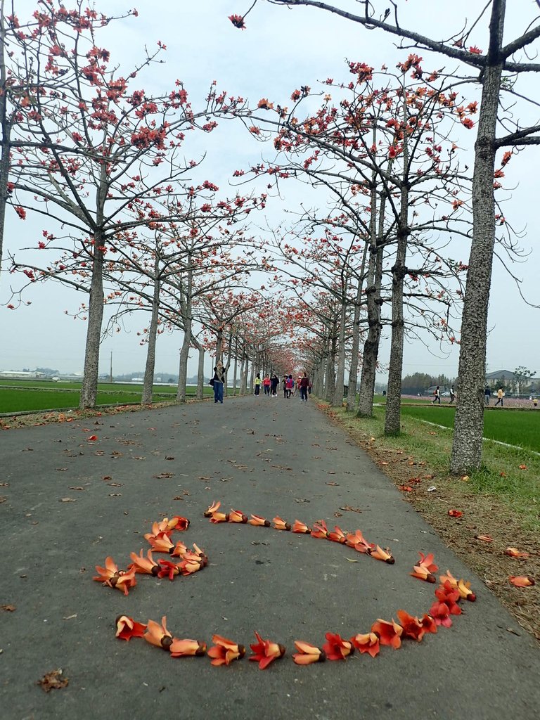 P3066634.JPG - 白河  林初埤  木棉花