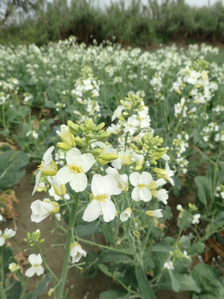 P2024810.JPG - 淡海  洲子灣  芥藍菜花田