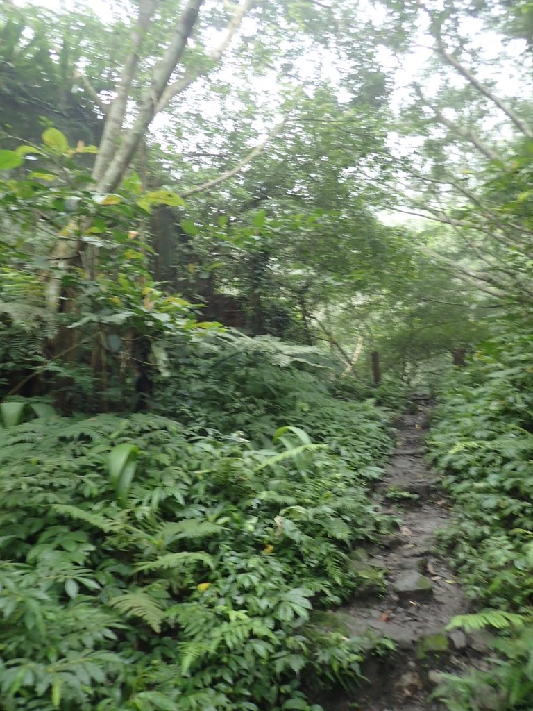 P3039073.JPG - 三峽  白雞山登山步道