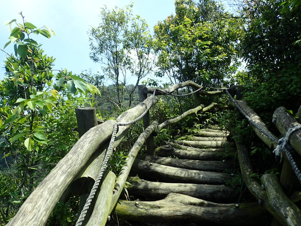 P5117174.JPG - 大坑四號步道  頭嵙山