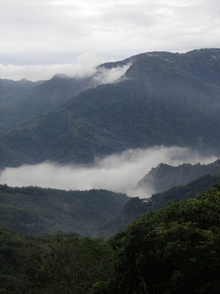 PA231783.JPG - 往三層坪途中之  茶園景致