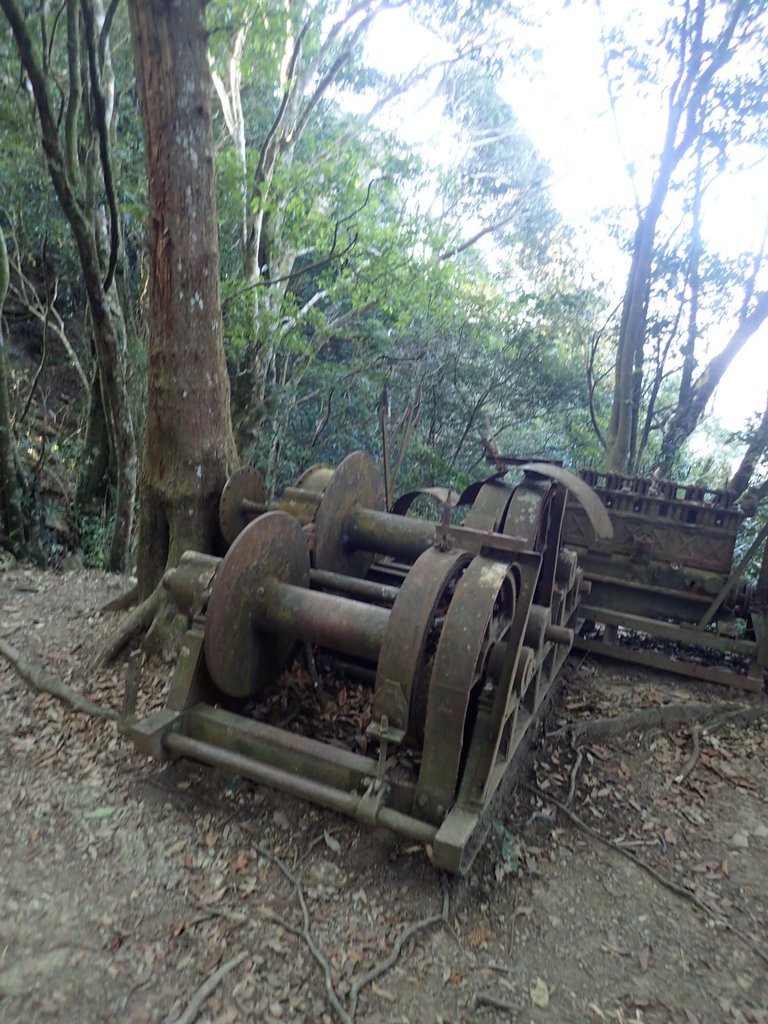 P2034734.JPG - 南庄  大坪林道  杜鵑嶺