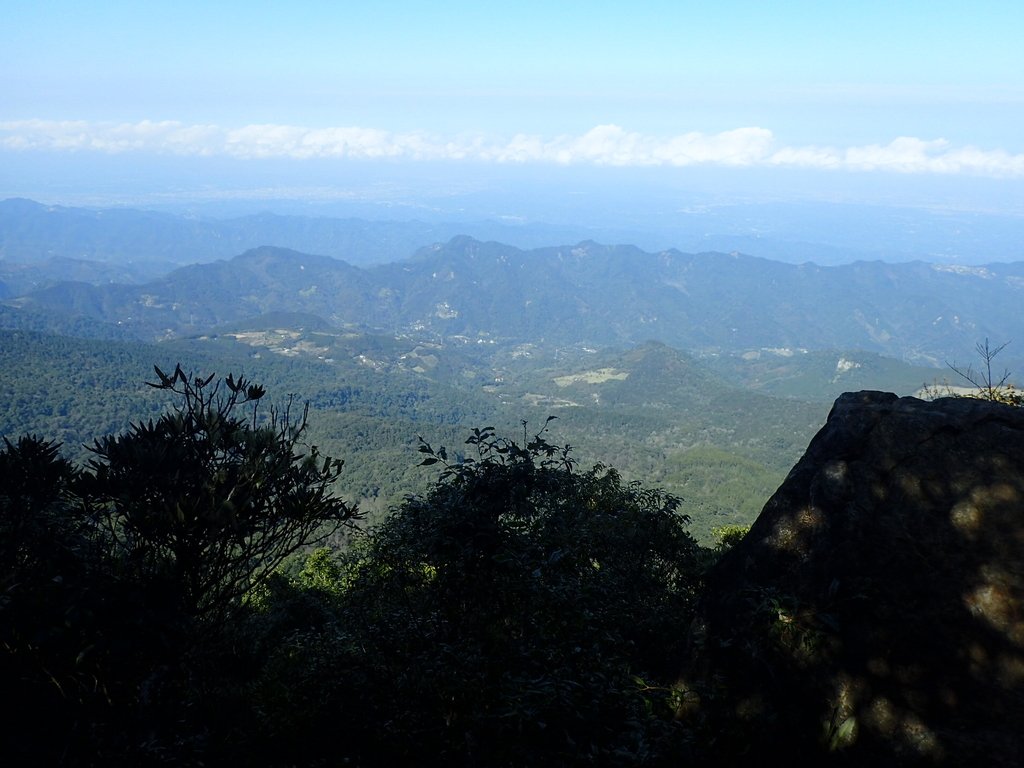 P2034782.JPG - 南庄  大坪林道  杜鵑嶺