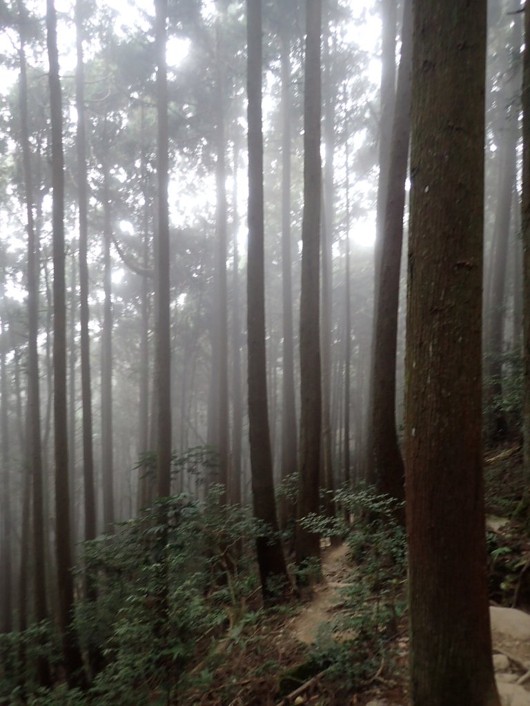 P2034950.JPG - 南庄  加里山  森林鐵道