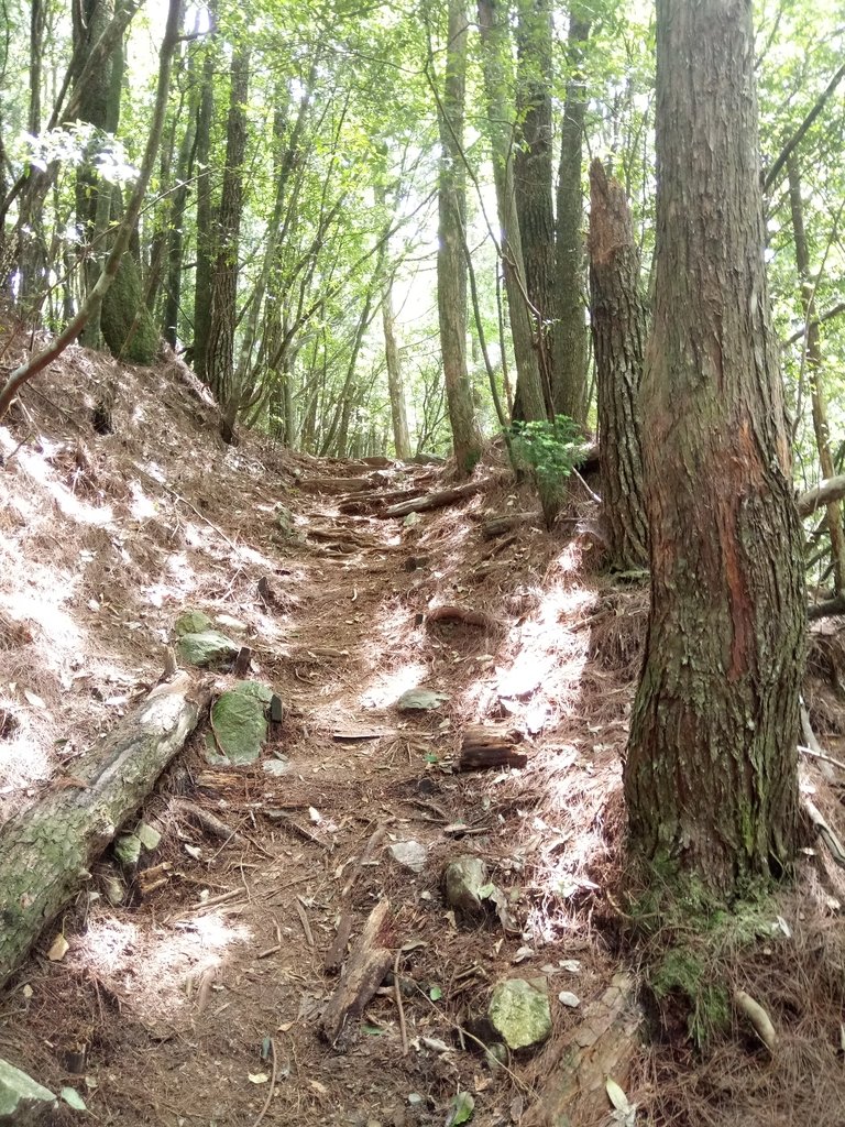 DSC_9952.JPG - 谷關七雄之  馬崙山  (下)