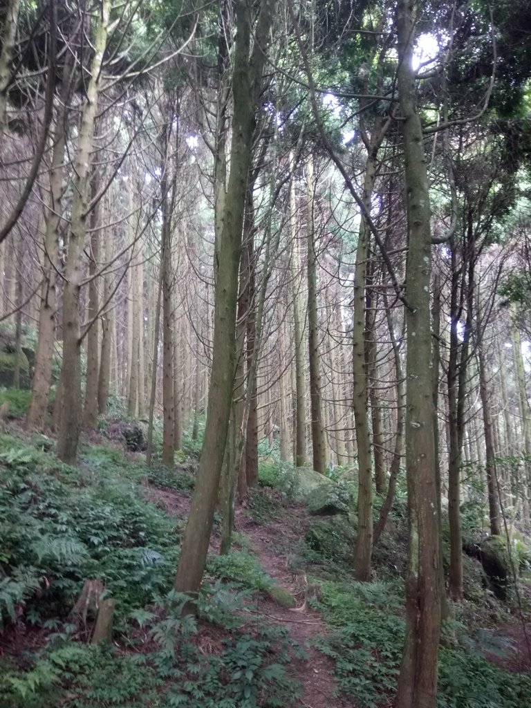 DSC_1021.JPG - 新竹  五指山登山步道