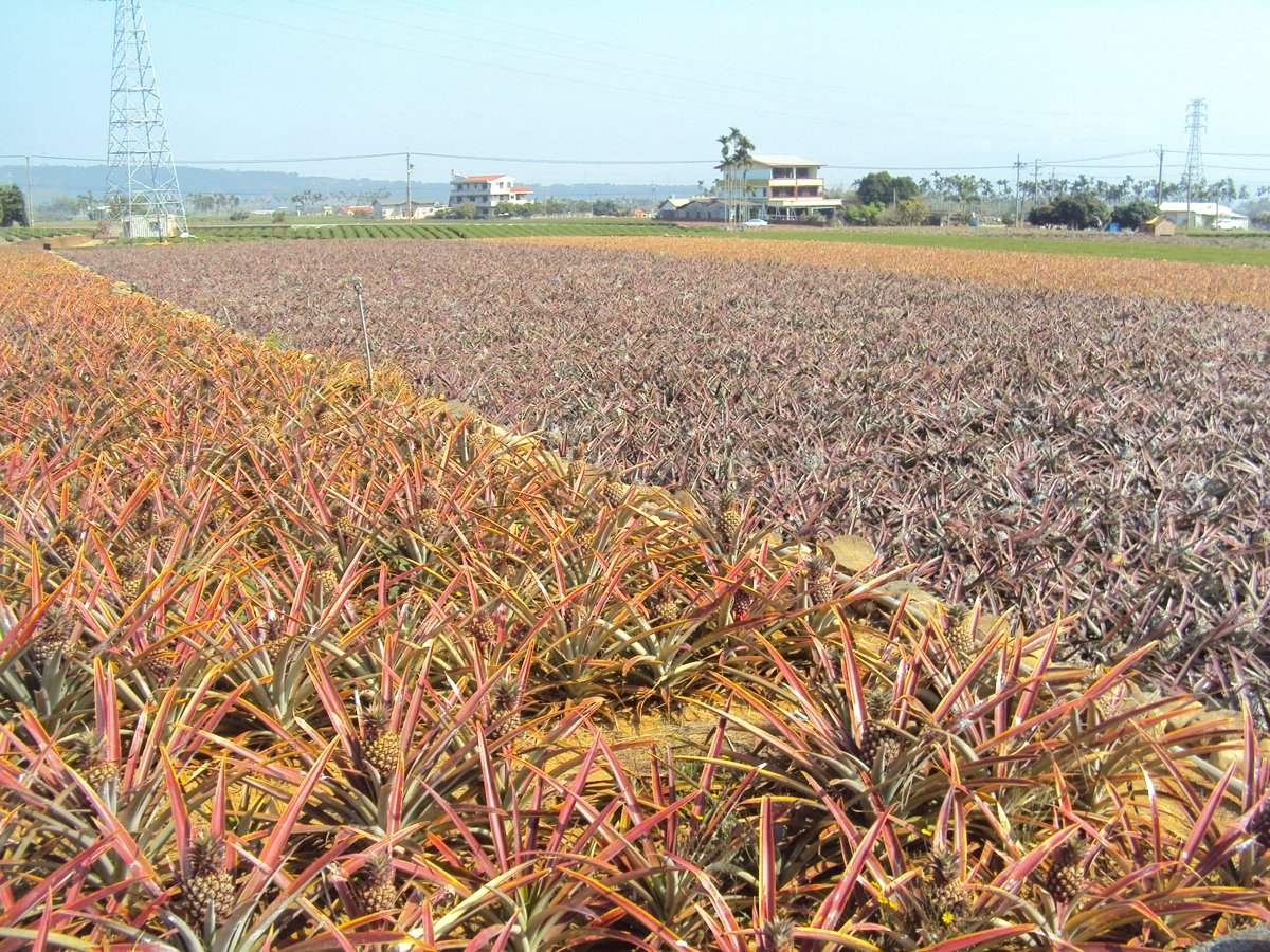 DSC03683.JPG - 名間  三崙尾  田野風光