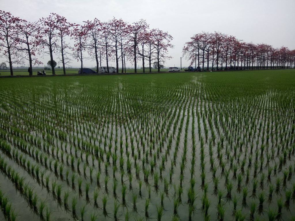 DSC_8357.JPG - 竹塘  田頭  木棉花道