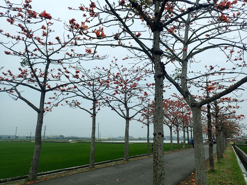 P3066647.JPG - 白河  林初埤  木棉花