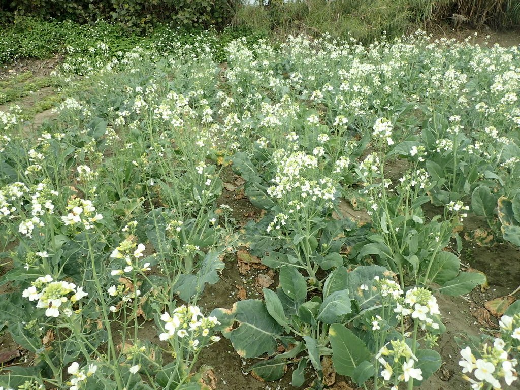 P2024811.JPG - 淡海  洲子灣  芥藍菜花田