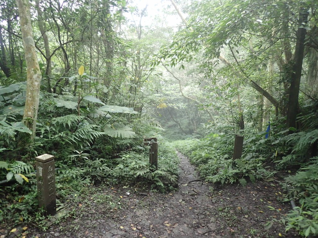 P3039075.JPG - 三峽  白雞山登山步道