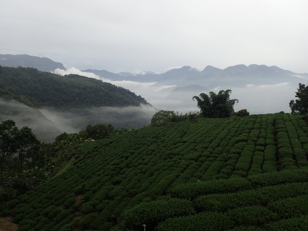 PA231886.JPG - 石壁途中之   茶山雲雨