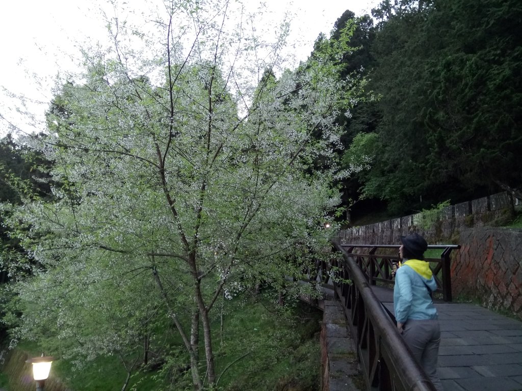 DSC_1608.JPG - 阿里山  沼平公園  賞櫻