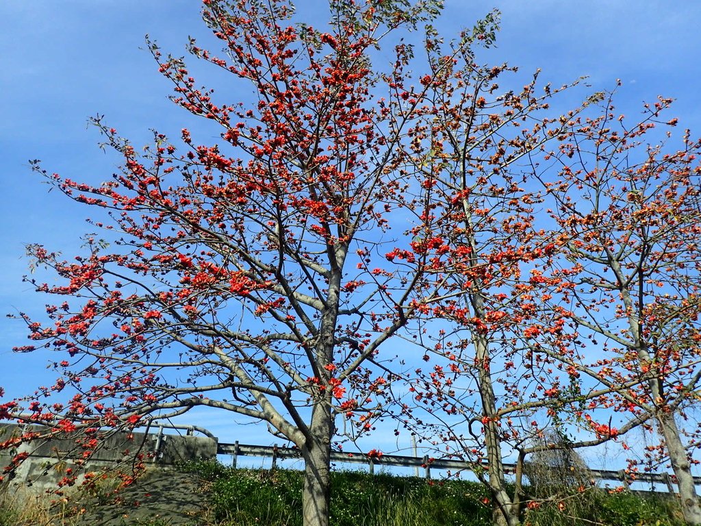 P3036239.JPG - 清水  大田產要道路  木棉花