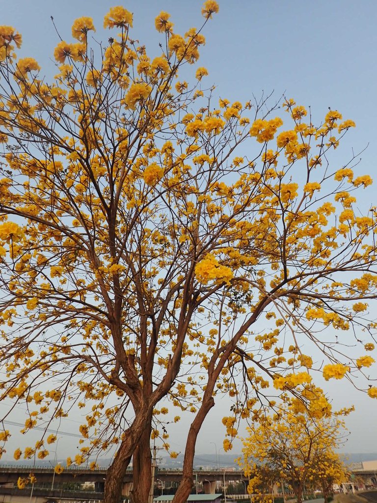 P3066273.JPG - 南投  貓羅溪畔  黃花風鈴木