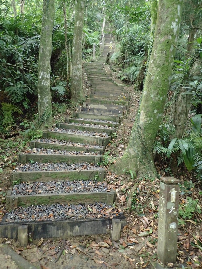 P3170372.JPG - 坪林  鬼子賴尖山