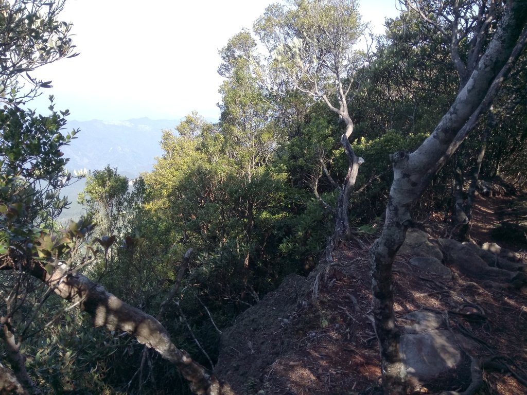 DSC_3615.JPG - 南庄  大坪林道  杜鵑嶺