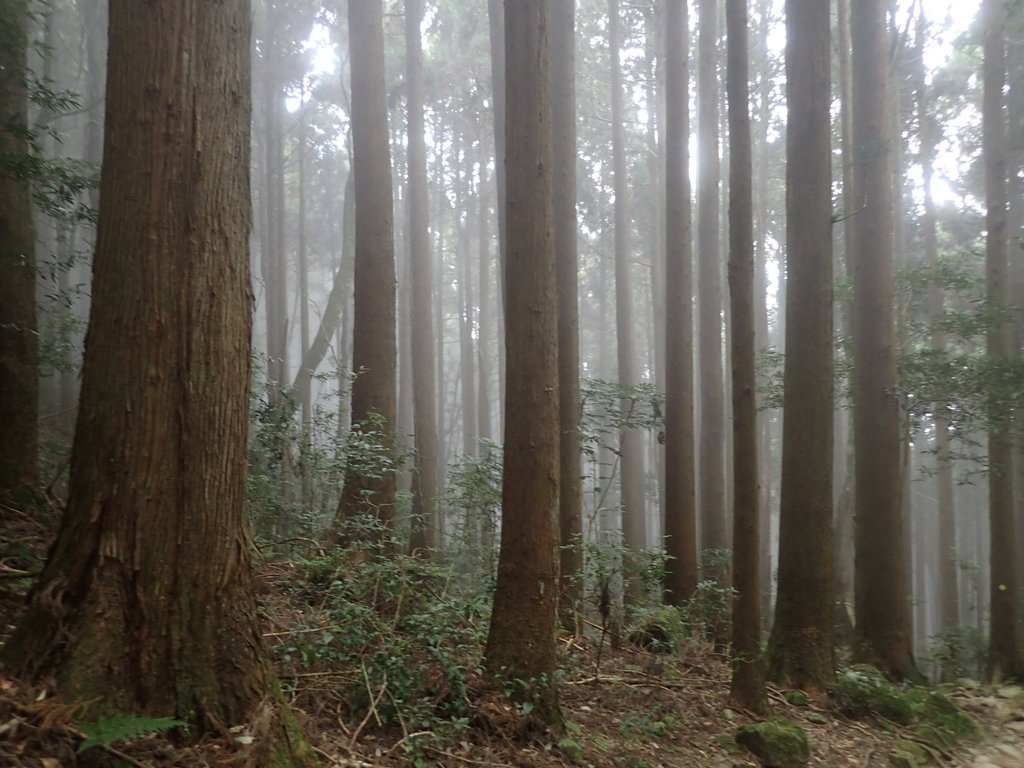 P2034951.JPG - 南庄  加里山  森林鐵道