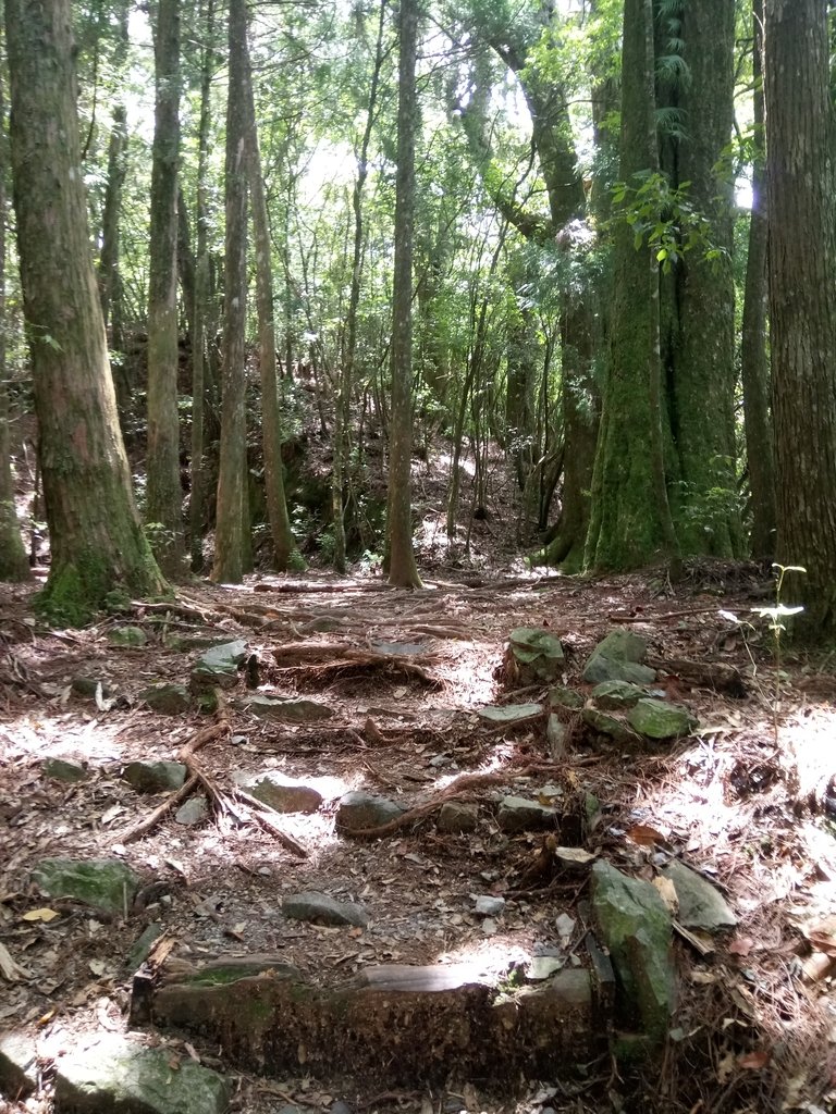 DSC_9954.JPG - 谷關七雄之  馬崙山  (下)