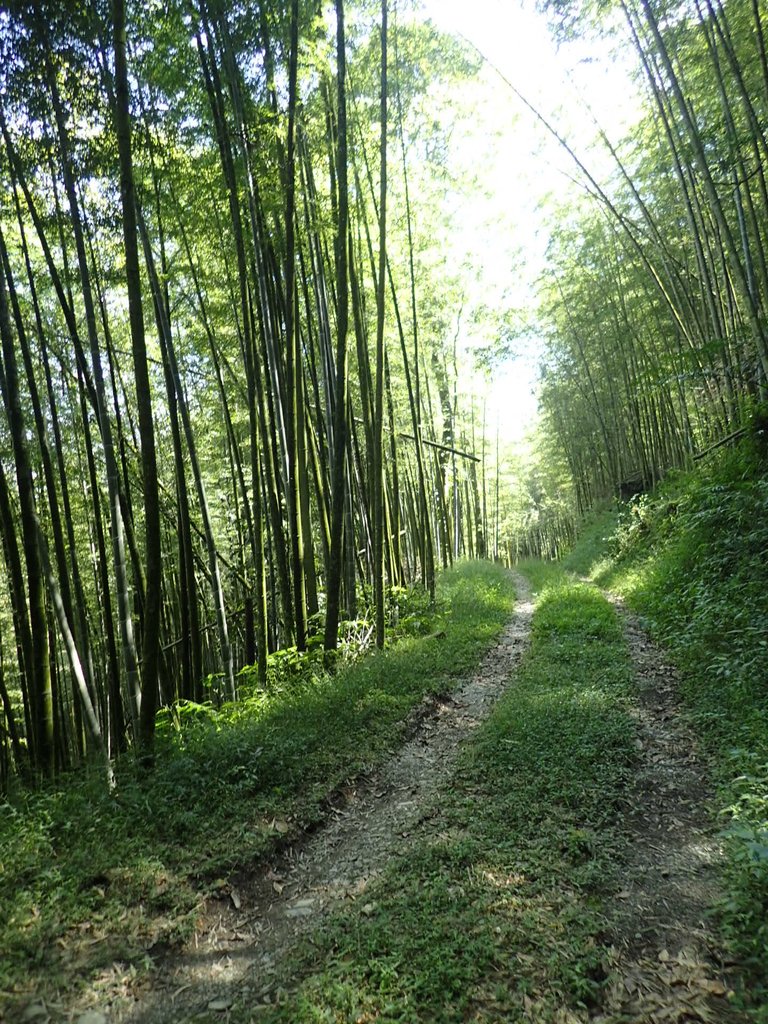 PA040427.JPG - 魚池  大尖山登山步道