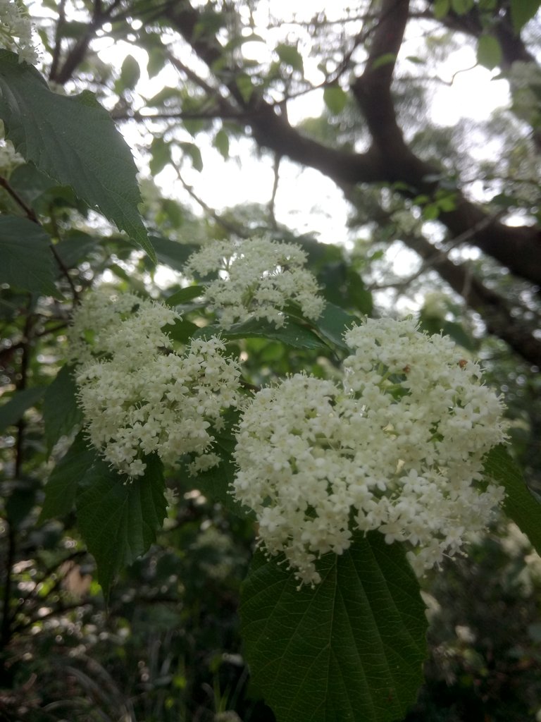 DSC_1049.JPG - 北投  丹鳳山上  麻葉繡球