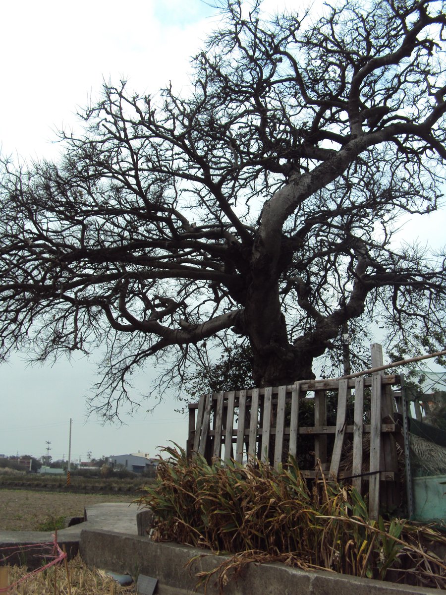 DSC06040.JPG - 竹北  白地  陳家古厝