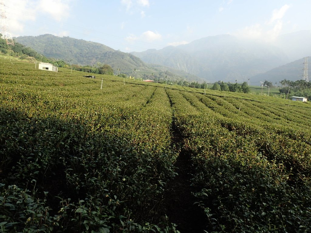 PB225292.JPG - 竹山  山坪頂茶園