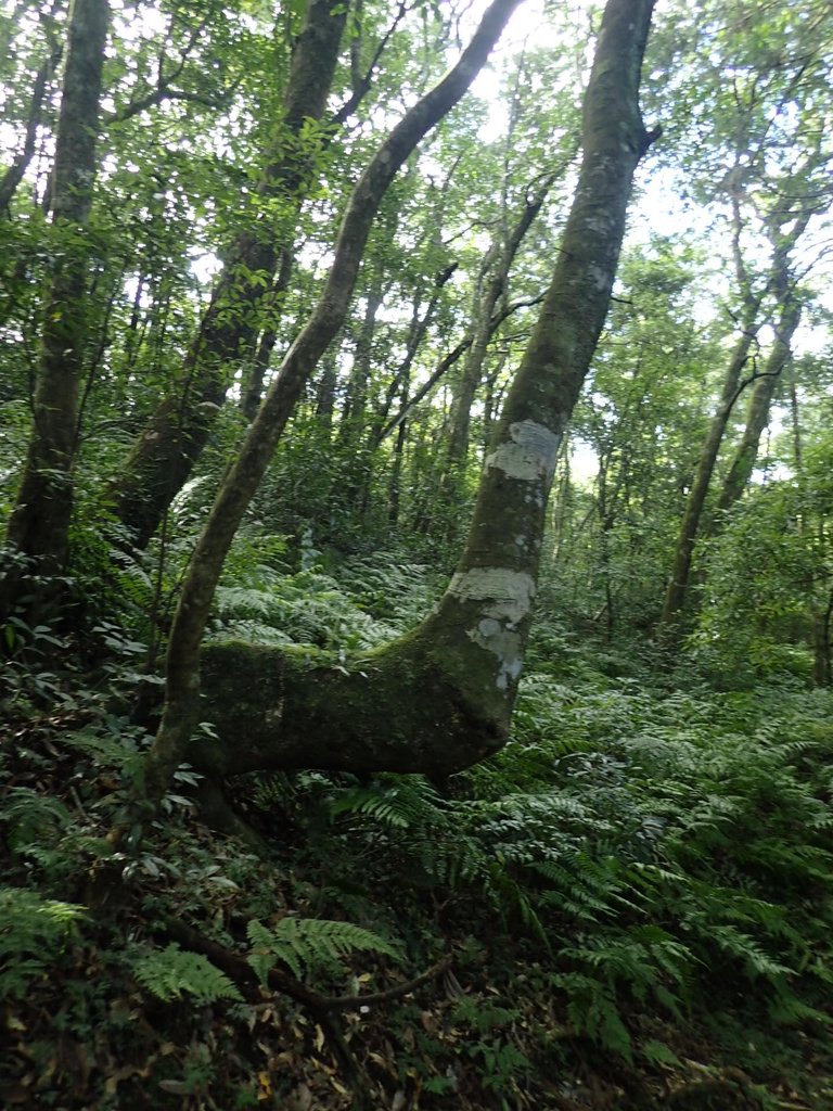 PB257518.JPG - 復興  東眼山森林步道