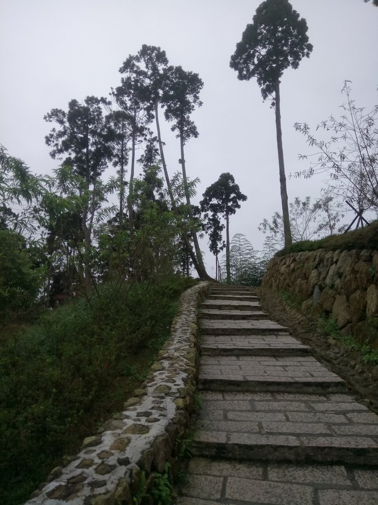 DSC_1332.JPG - 古坑  雲嶺之丘