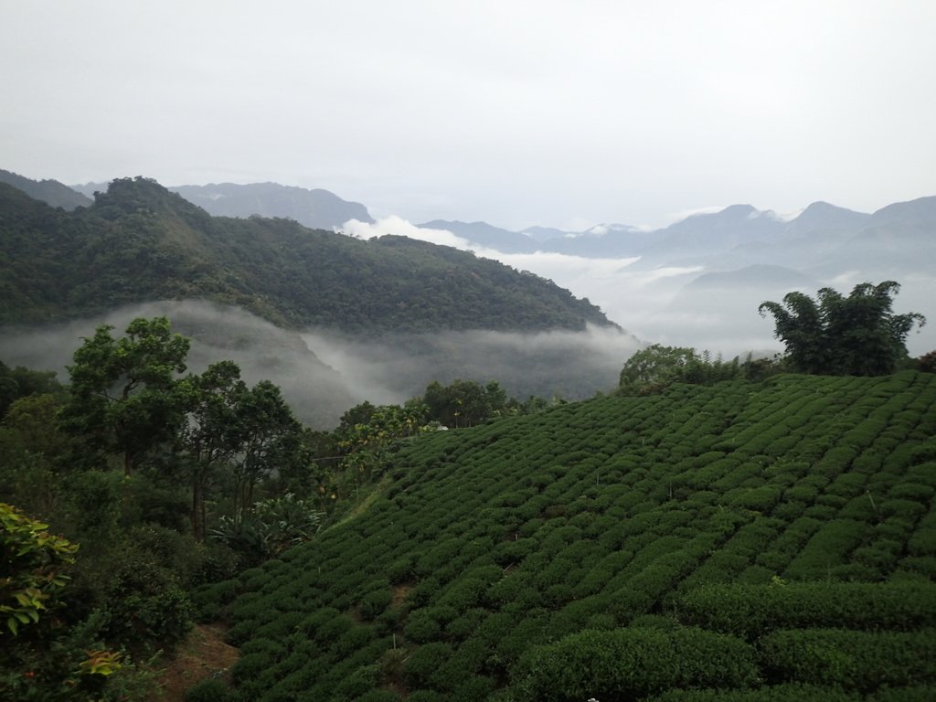 PA231887.JPG - 石壁途中之   茶山雲雨