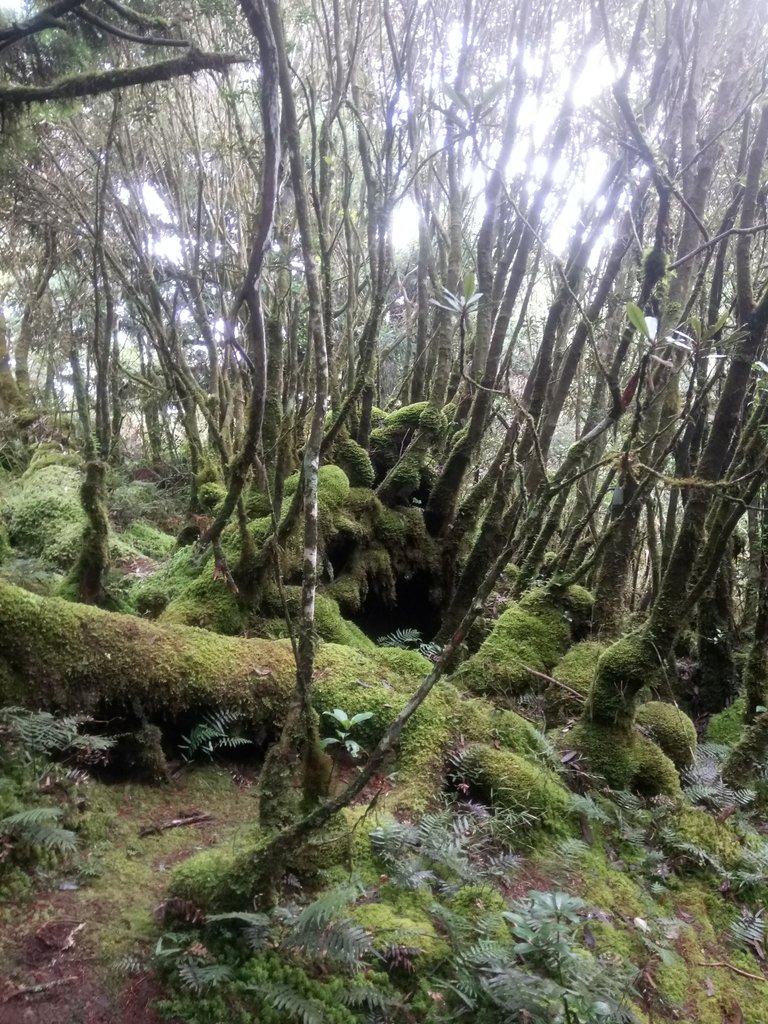 DSC_0061.JPG - 太平山  翠峰湖環山步道  01