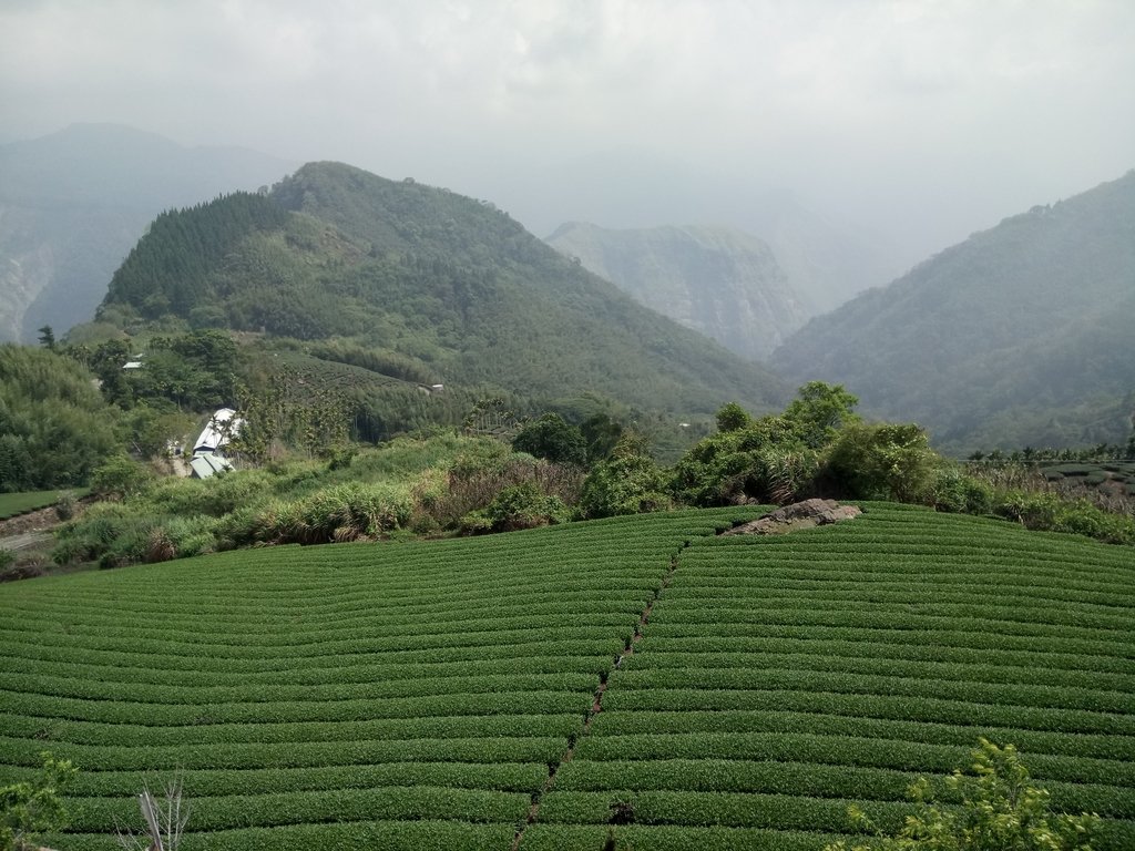 DSC_1469.JPG - 阿里山  隙頂  飲山郁茶館