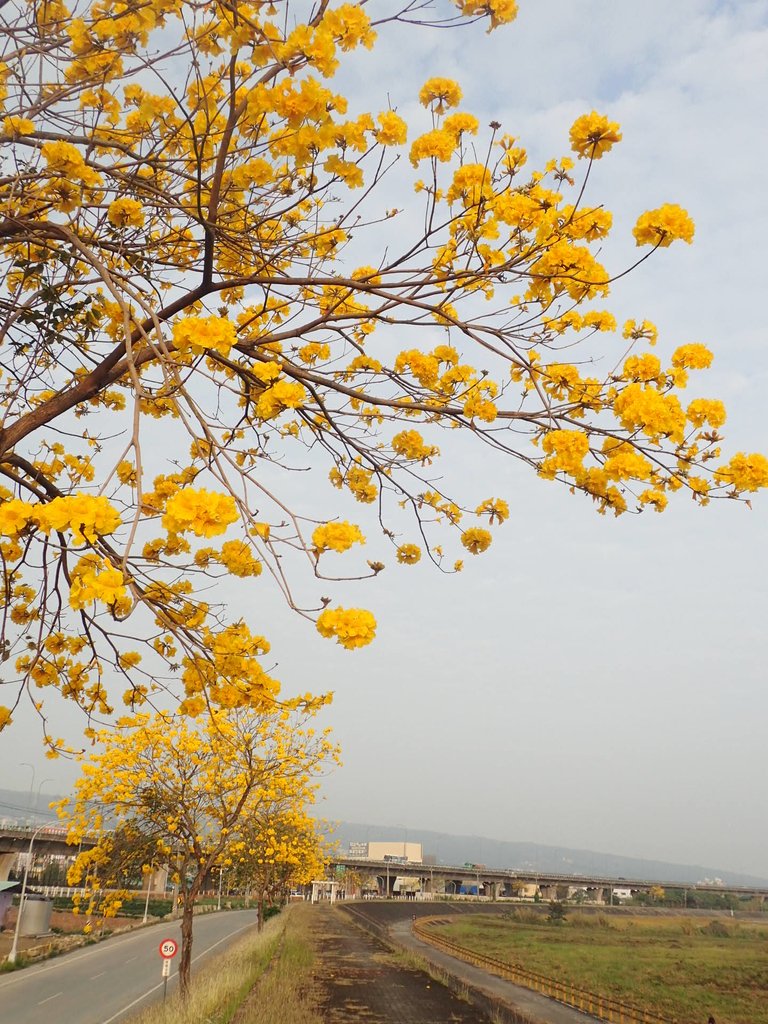 P3066308.JPG - 南投  貓羅溪畔  黃花風鈴木