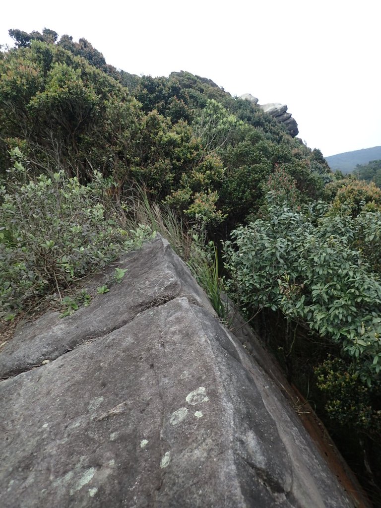 P3160164.JPG - 汐止  金面山(金明山)  稜線步道