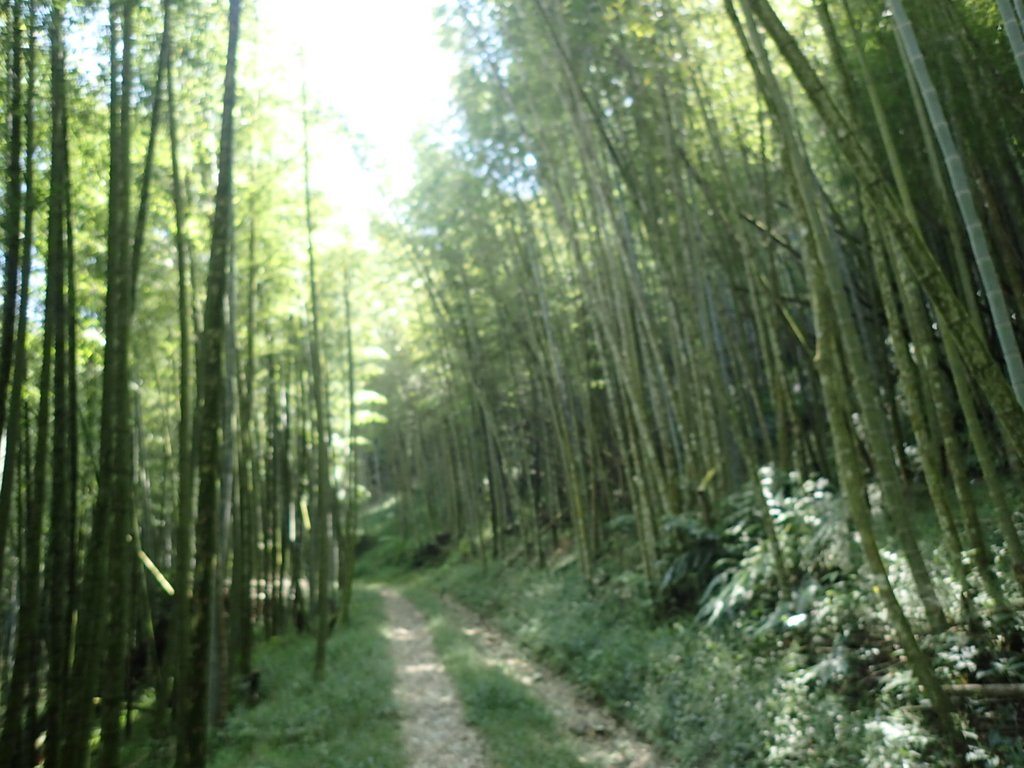 PA040429.JPG - 魚池  大尖山登山步道