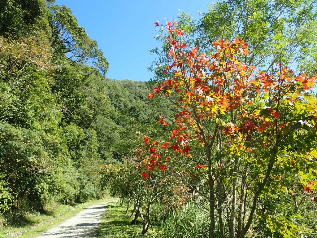 PB257549.JPG - 復興  東滿步道