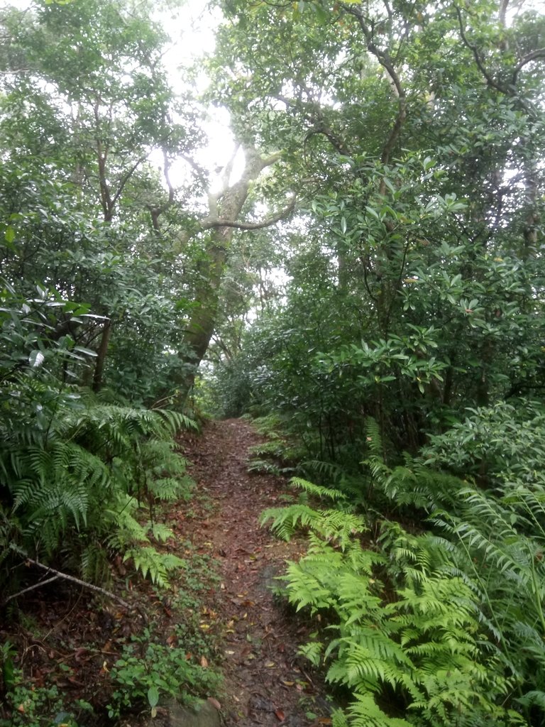 DSC_8465.JPG - 深坑  炮子崙登山步道