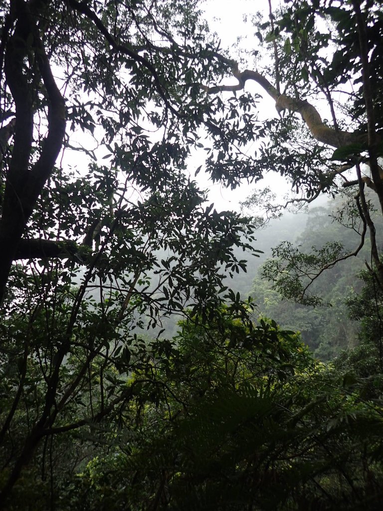 P3039141.JPG - 三峽  白雞山登山步道