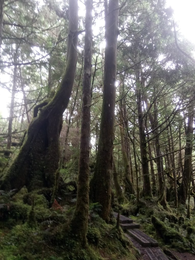 DSC_0070.JPG - 太平山  翠峰湖環山步道  01