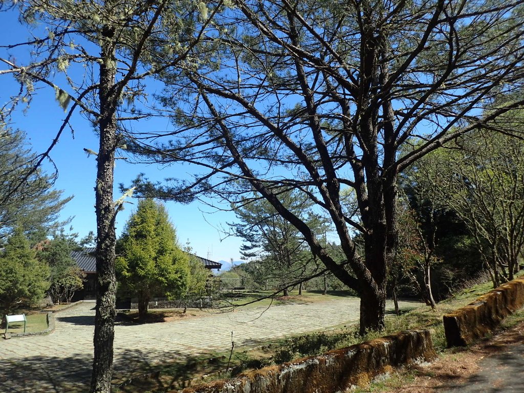 P3268083.JPG - 鹿林山  麟趾山步道  (01)