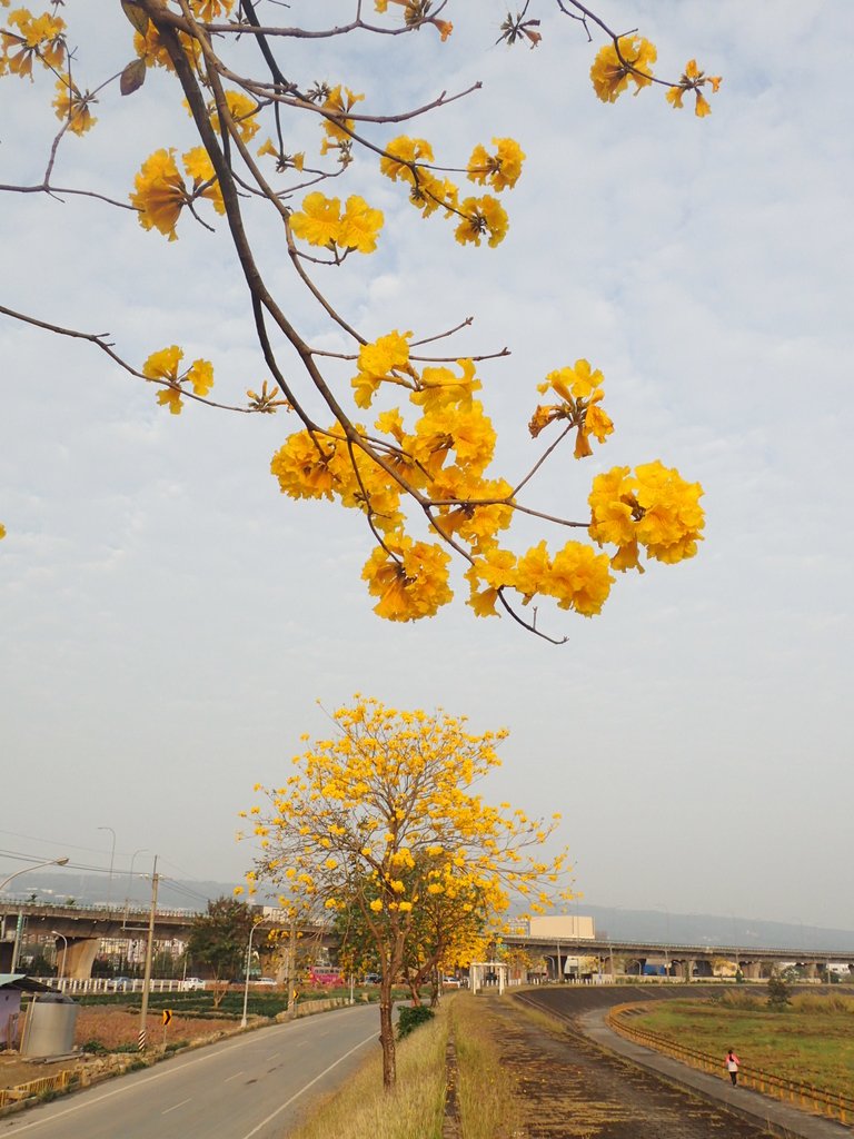 P3066309.JPG - 南投  貓羅溪畔  黃花風鈴木