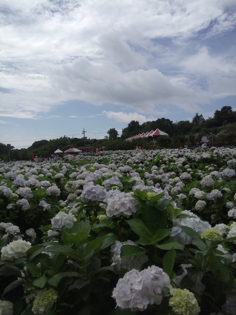 DSC_9305.JPG - 萬里  高家繡球花田