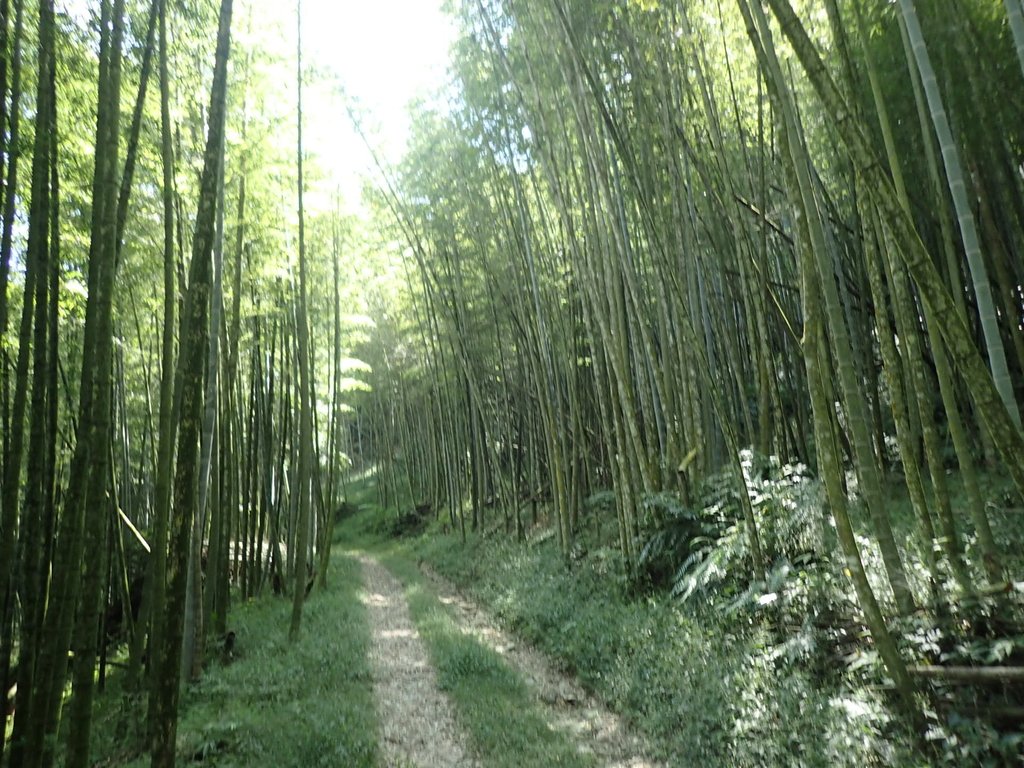 PA040430.JPG - 魚池  大尖山登山步道