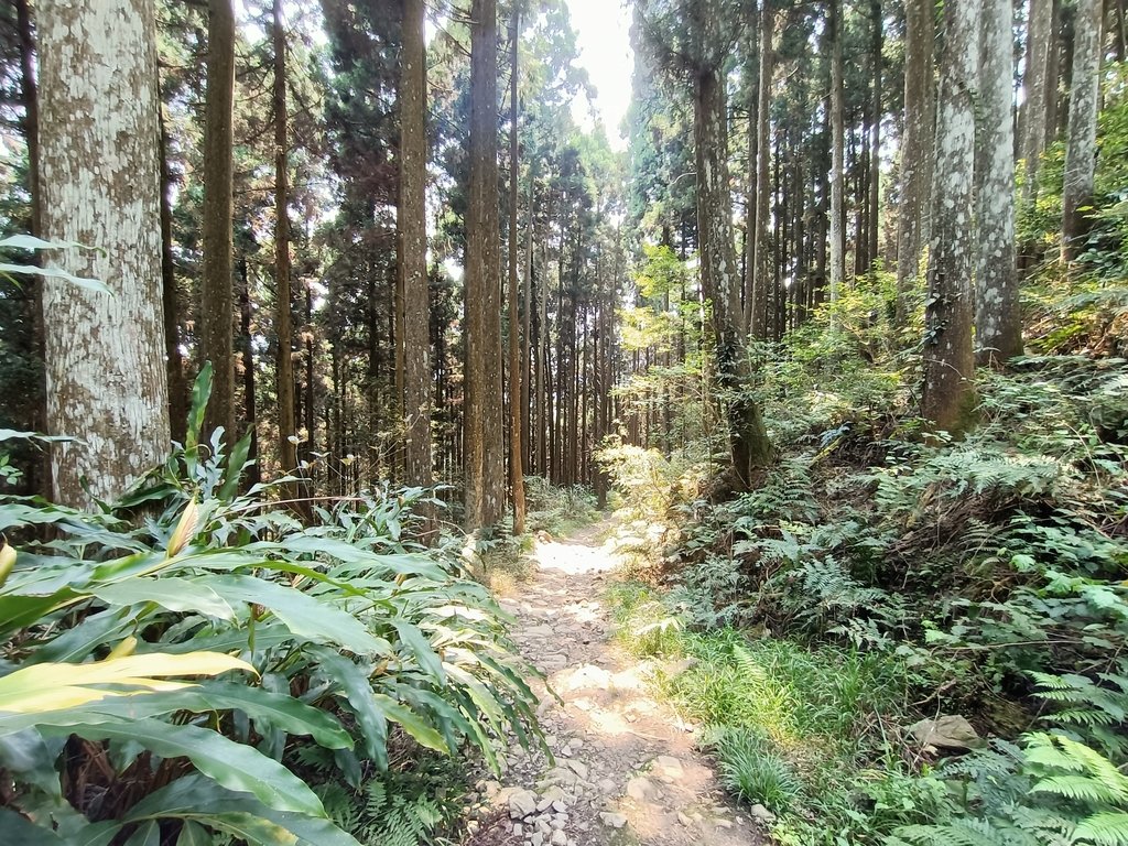 IMG20210403111059.jpg - 五峰  鵝公髻山登山步道  (02)