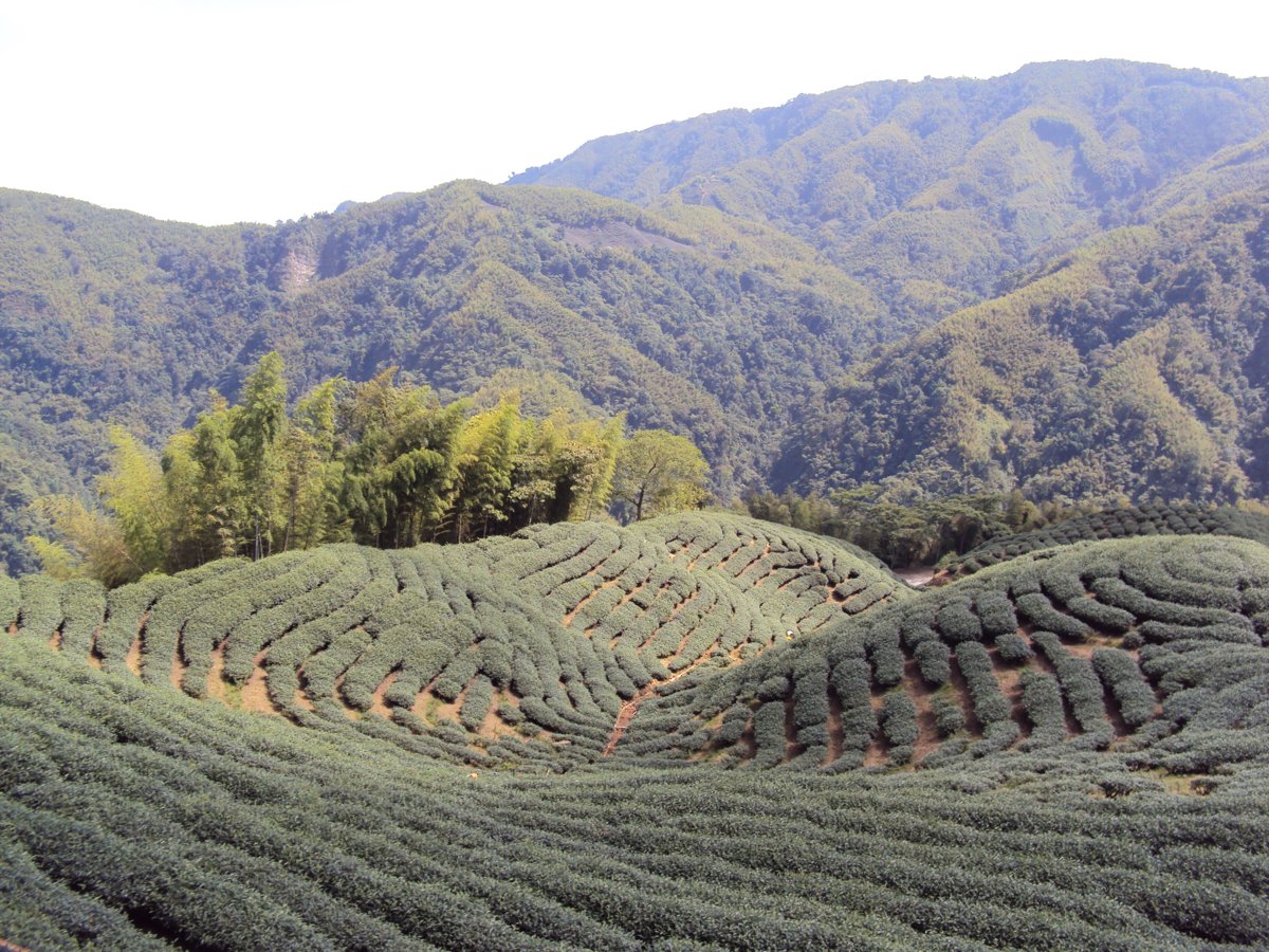 DSC07989.JPG - 竹山  軟鞍  八卦茶園