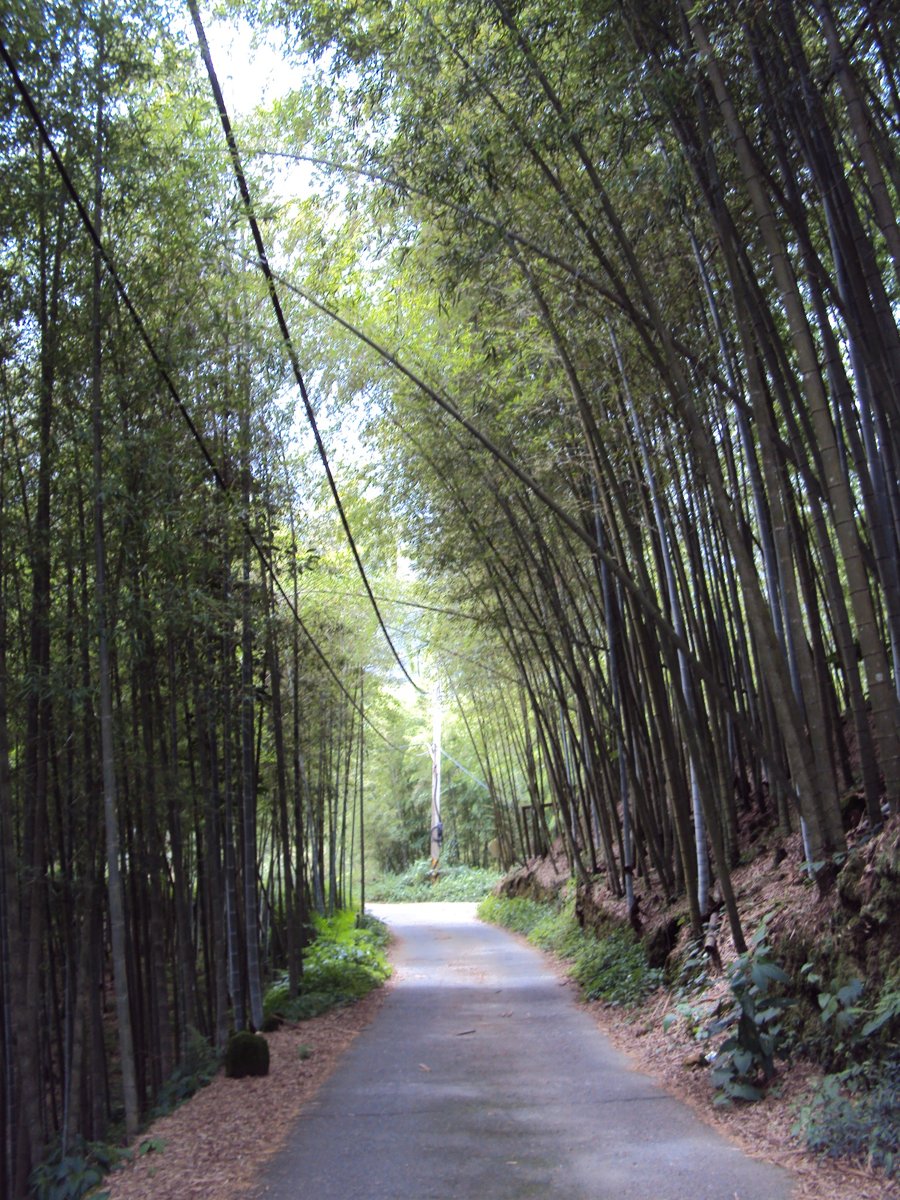 DSC08016.JPG - 竹山  大諳  孟宗竹蔭隧道