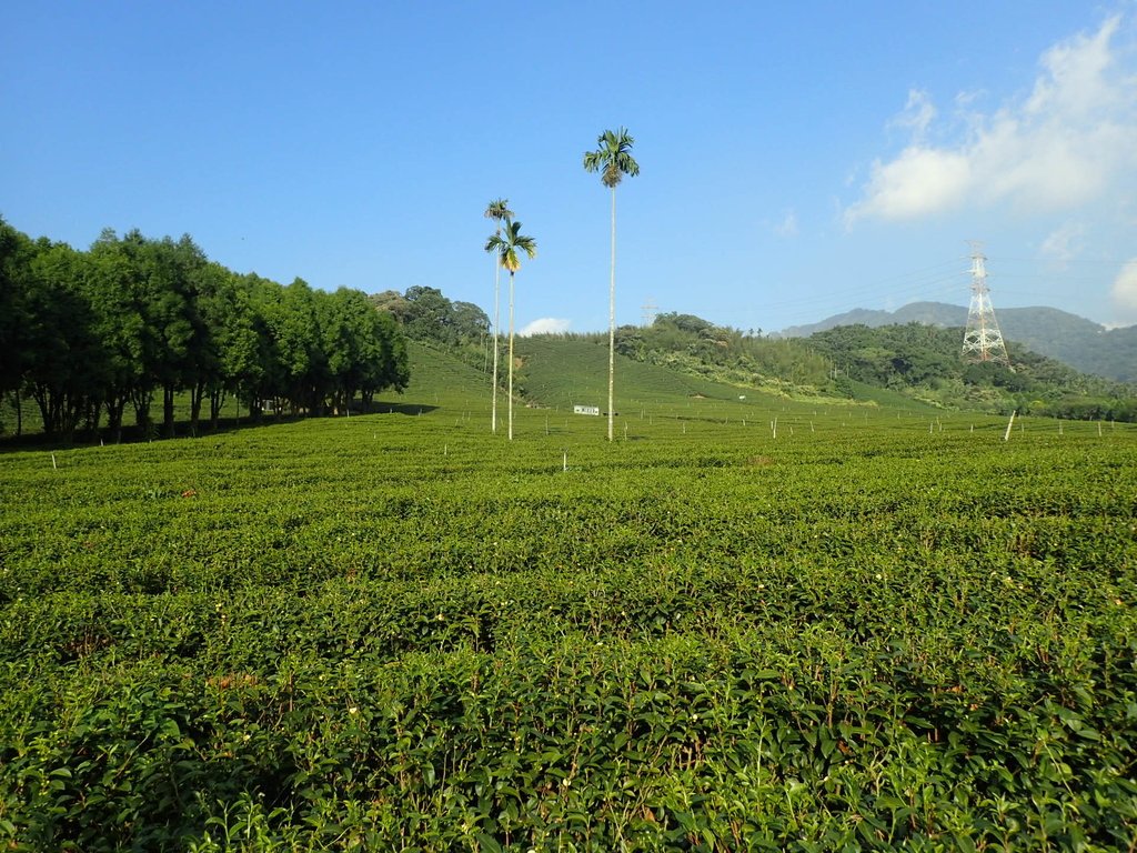 PB225289.JPG - 竹山  山坪頂茶園